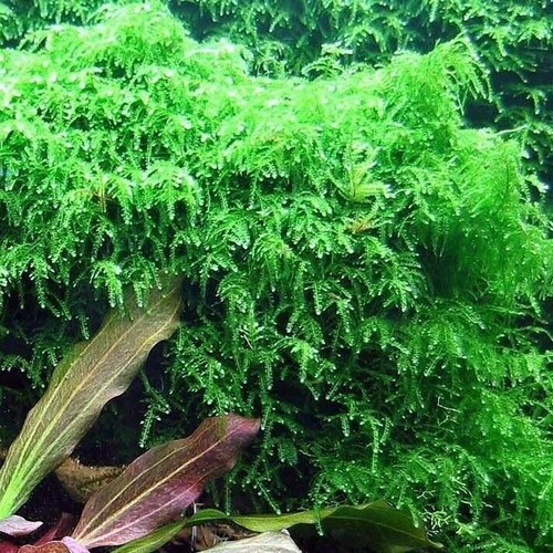 Weeping moss live aquarium - weeping,