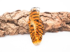 LARGE GOLDEN PHEASANT TIPPETT