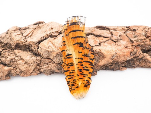 Large golden pheasant tippett - large,