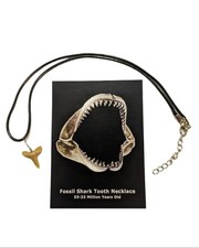 Real Fossil Shark Tooth