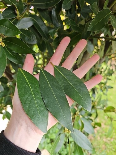 Large fresh bay leaves - 20,