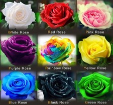 Rare Rainbow Red Yellow Green Black White Purple Blue Pink Rose 25/100/200 Seeds