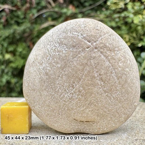 Rare eurhodia trojana - eurhodia, fossil