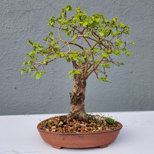 Chinese elm ulmus - 🌳,