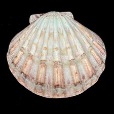 Lions paw scallop - , seashell