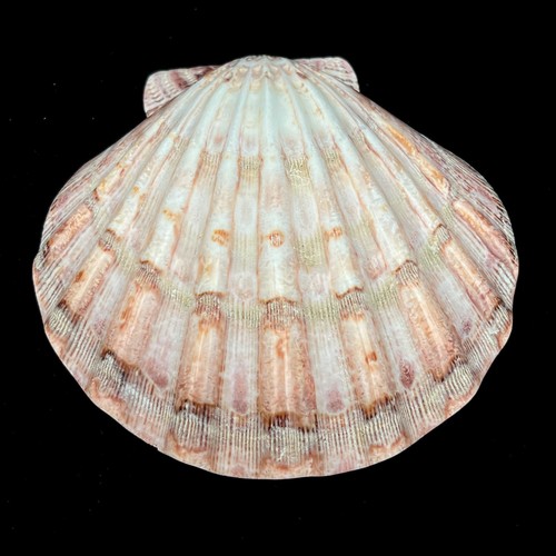 Lions paw scallop seashell
