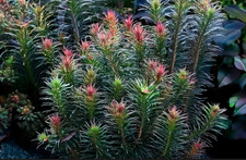 Rotala Bossii OXYGENATING