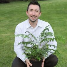 RHS AGM Dicksonia Antarctica - Australian Tree Fern - 2x 0.5ft Trunks