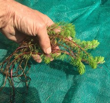 5X RED STEMMED PARROT FEATHER POND/AQUARIUM PLANT LONG STRANDS WITH WEIGHT
