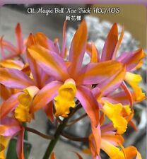 Cattleya Magic Bell ‘New Trick’ Orchid Plant