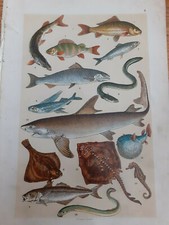 Max Seeger Stuttgart animals