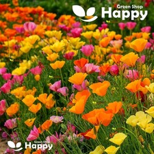 California Poppy Mix 2200 Seeds - Eschscholzia Californica - Landscaping Flower