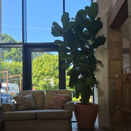 Large fiddle leaf fig ficus - fiddle-leaf,