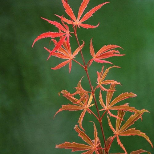 Acer palmatum shirazz - acer,