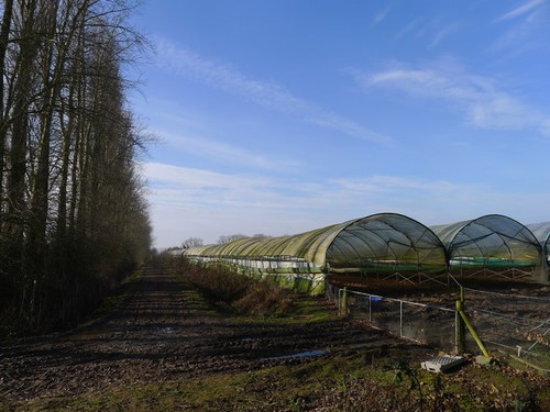 Photo 6x4 polytunnels off - polytunnels,