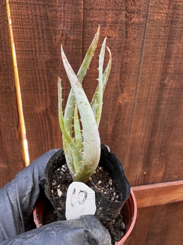 Aloe vera succulent - vera, plant