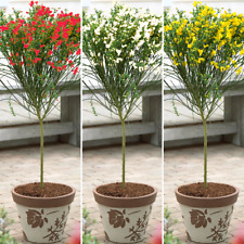 Cytisus Broom Tree | Trees for
