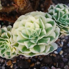 Aeonium May Bach variegata 6cm Cutting - Variegated Aeonium Cutting