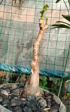 Rare Cyphostemma quinatum WYSIWYG seedgrown Caudex