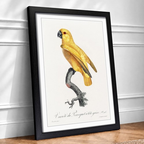 Senegal parrot animal vintage - senegal,