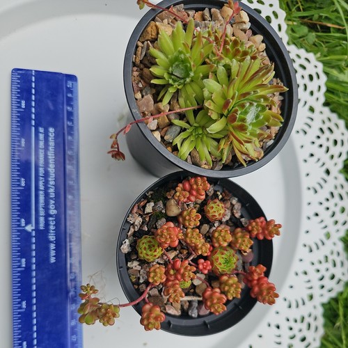 Sempervivum sedum mix - x,
