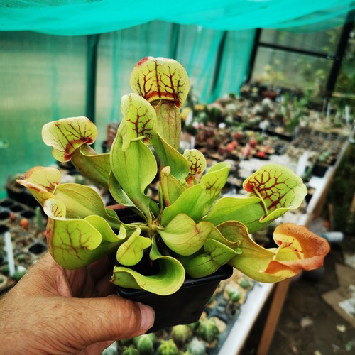 Sarracenia purpurea ssp - sarracenia,