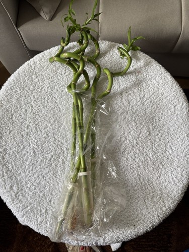 Lucky bamboo 45 to - x,