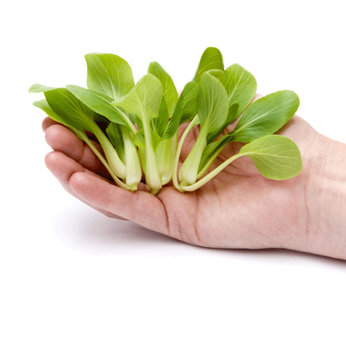 Vegetable oriental pak choi - vegetable,
