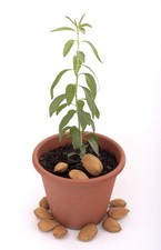 Sweet almond tree seedlings