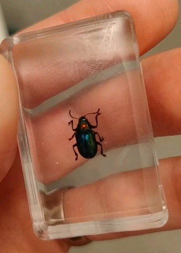 Real bug insect - bug, preserved