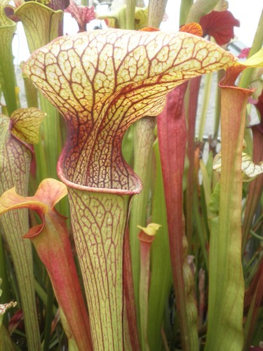 Sarracenia sparky - sarracenia, x