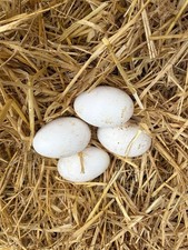 4 goose Eggs