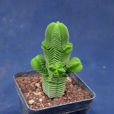 5CM Succulent Plant Crassula