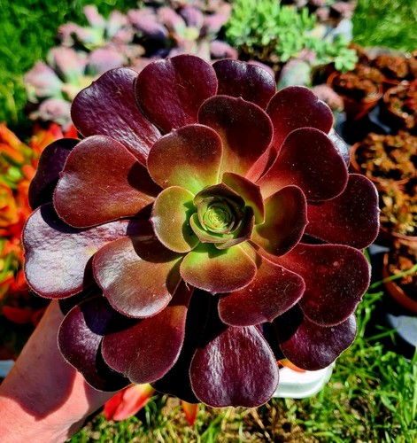 Aeonium velour black - velour, |