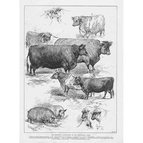Smithfield cattle show - at, the