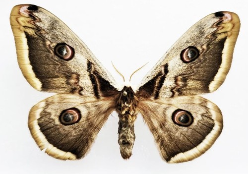 Saturnia pyri giant - pyri,