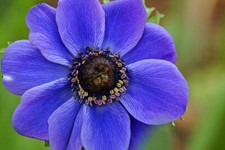 20 x BLUE Poppy ANEMONE De