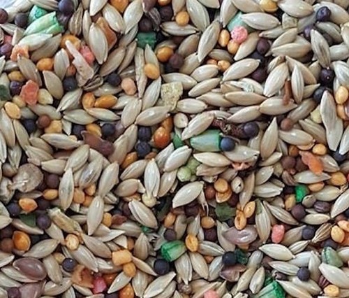Canary food roller cuisine - cuisine, mix