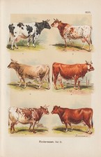 Cattle breeds simmental - cattle,