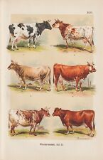 Cattle Breeds Simmental