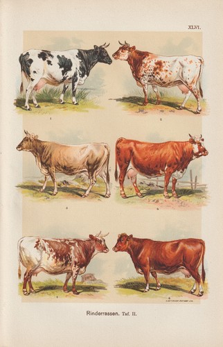 Cattle breeds simmental - cattle,