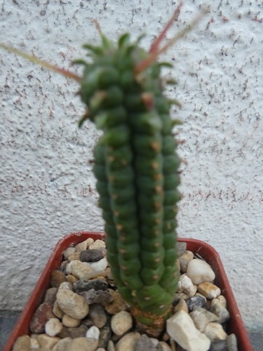 Euphorbia mammillaris shown - mammillaris,,