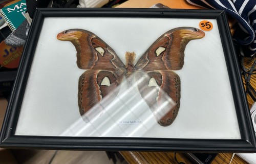 Entomology decor real framed - decor,