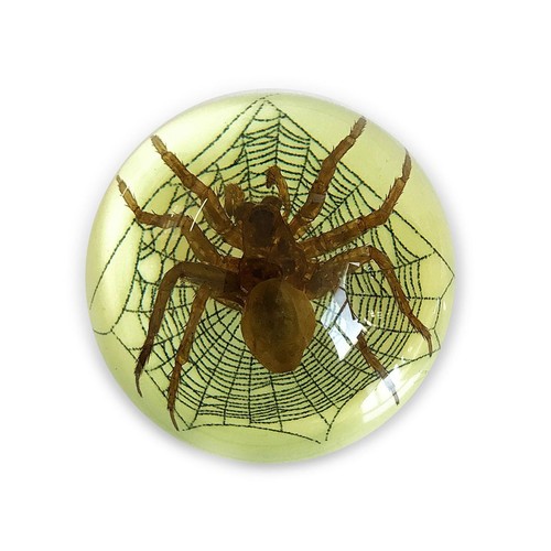 Real spider half - spider, in