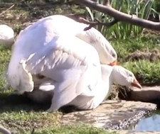 Magnetic Fertility/GenderChecker4 All Chicken Hatching Eggs & 🐣All Birds1