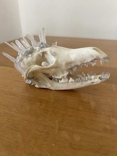 Taxidermy fox skull - fox, hand