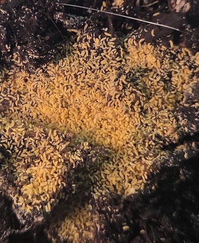 Yellow springtail starter - springtail,