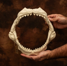 Tiger shark Jaws and 4 rows of