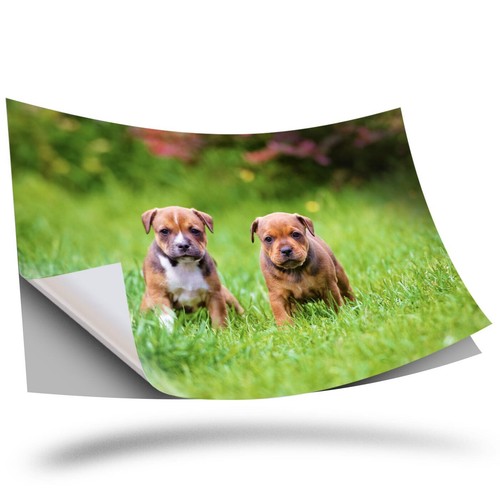 Vinyl sticker - 1,