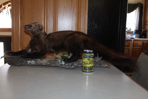 Fisher mount taxidermy - mount,